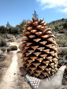 Huge pine cones.
